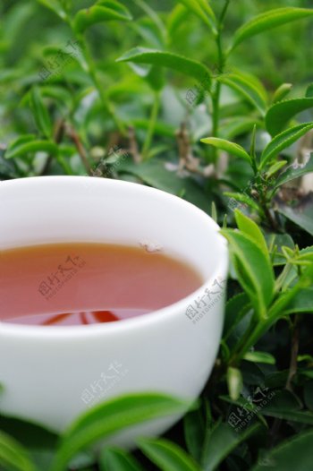茶茶葉與茶杯茶具