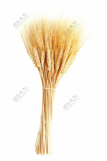 一束小麦