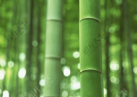 绿色竹林摄影
