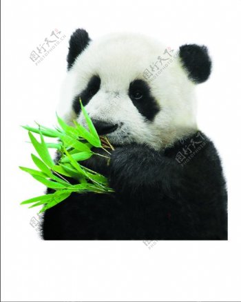 高清熊猫