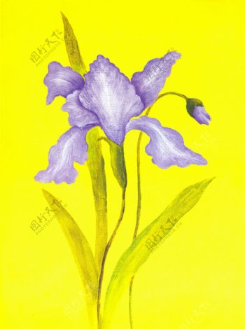 紫色油画花卉图片