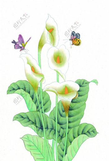 位图植物花朵马蹄莲树叶免费素材