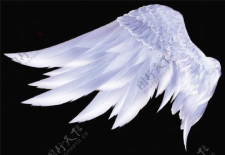 洁白的天使翅膀