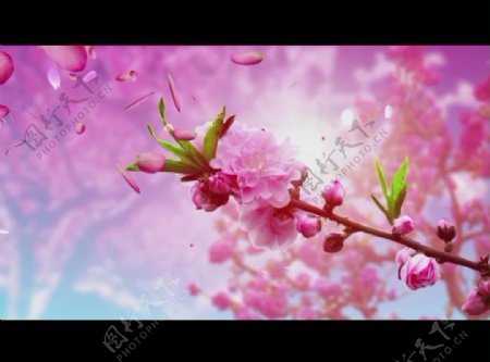 桃花背景视频素材图片