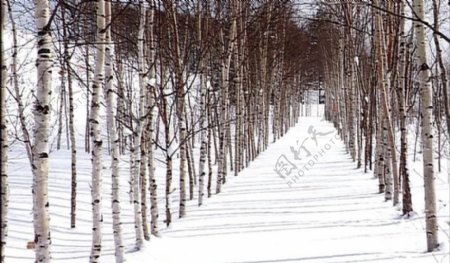 冬日白桦树图片
