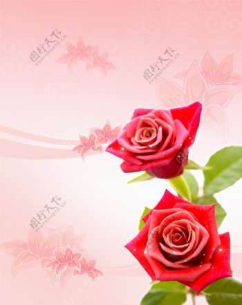 玫瑰花装饰背景psd素材图片