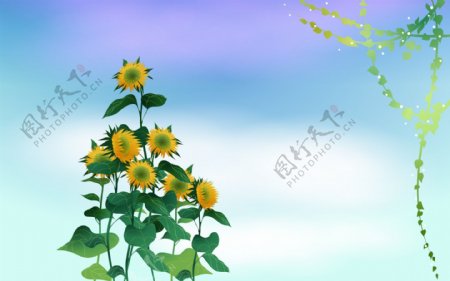 梦幻系列向日葵的孤单图片