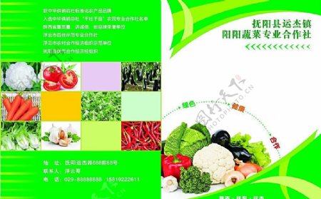 阳阳蔬菜专业合作社彩页DM单图片