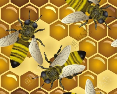 蜂巢卡通矢量素材图片