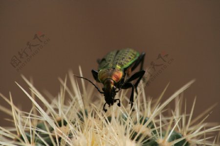 仙人球上的甲虫图片