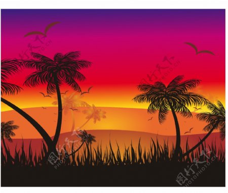 热带的夕阳的剪影背景