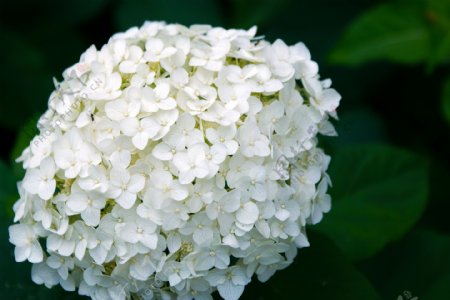 白色的花