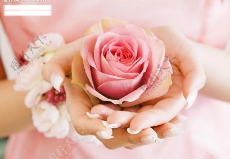 情人节芳香粉红玫瑰茉莉花环少女双手图片