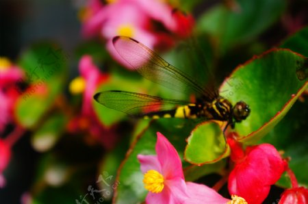 蜻蜓海棠花图片