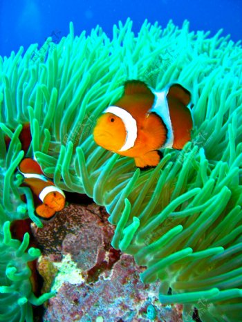 海底世界美丽小丑鱼图片