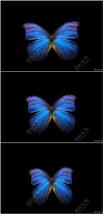 蓝色蝴蝶带通道视频
