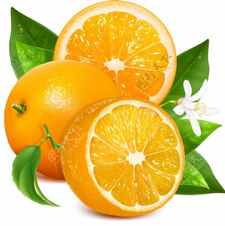 美味的甜橙设计矢量素材