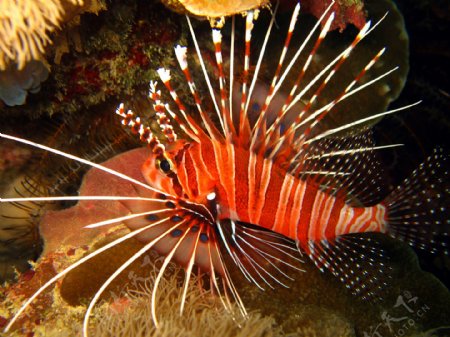 海洋生物图片