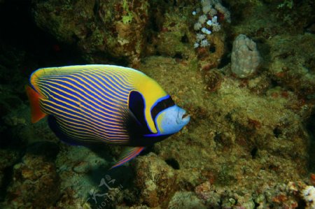 海洋生物图片