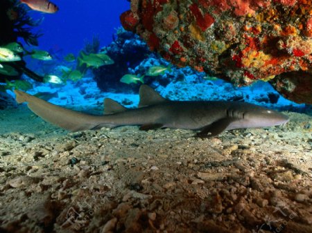 深海鱼海底景色图片