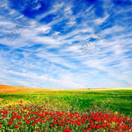 蓝天白云旷野草地野花图片