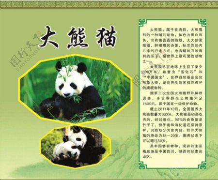 大熊猫简介展板图片