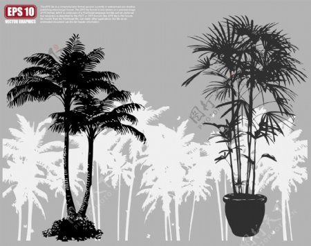 棕榈树矢量剪影图片