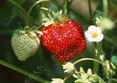 特写红草莓青草莓小草莓花