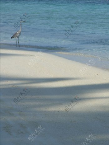 苍鹭海滩沙滩水波图片