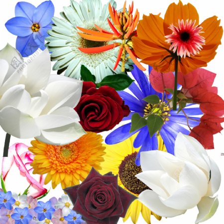 花卉花朵图片