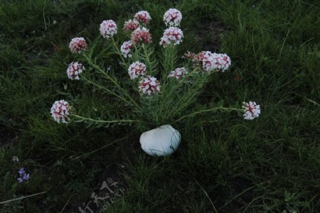 西藏的小花