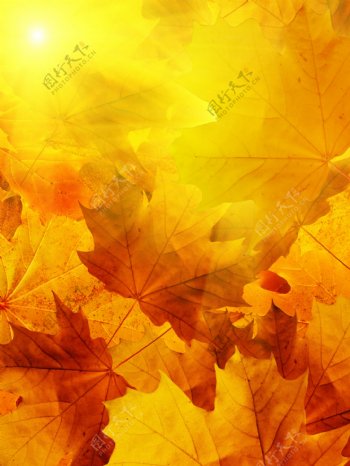 5张秋天的树叶高清图片5