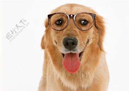 戴眼镜的金毛狗高清图片