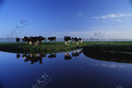 农场牧场房屋草地大自然环境风光风景家畜广告素材大辞典