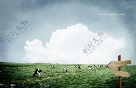 草原奶牛大牧场图片