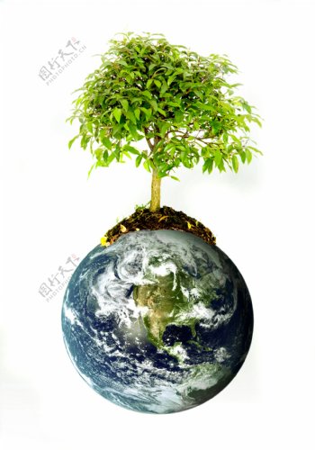 地球上生长的树木