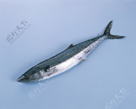 海鱼鱼类海洋资源美味海鲜图片