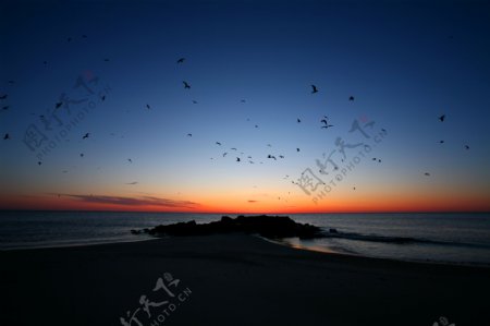 黄昏海鸟群图片