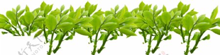 绿色植物ps抠图素材下载