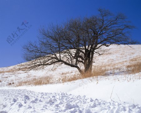 雪地中不屈的树