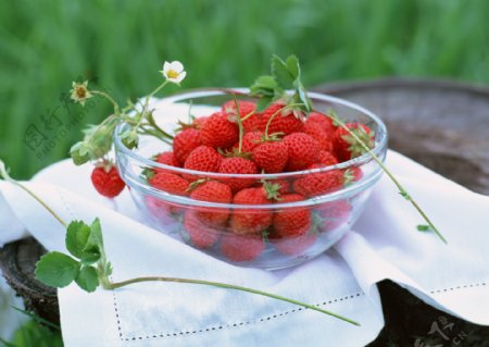 新鲜草莓采摘园带叶带花