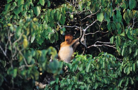 热带雨林树上的远眺的猴子