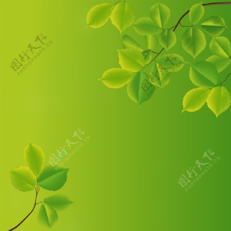 树枝和树叶的绿色背景矢量01
