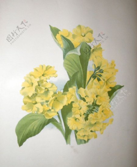 位图植物图案写意花卉花朵免费素材