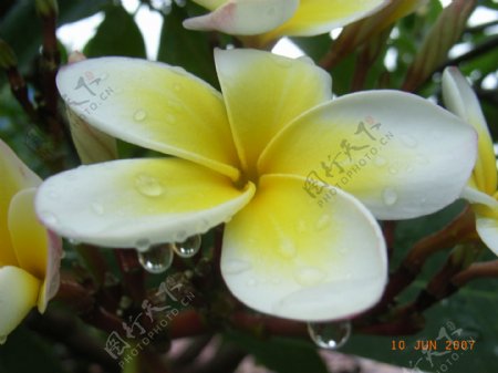 滴水的花朵图片