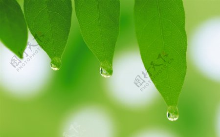 滴水绿叶图片