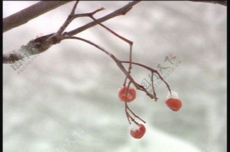 植物绿叶生长过程视频