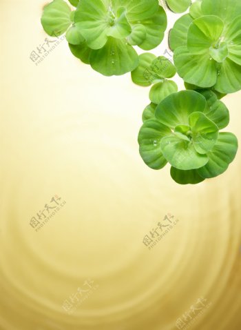 绿叶水波水珠水滴图片