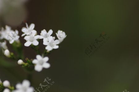 春天野花图片