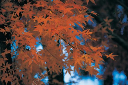 森林竹林参天大树枫叶梅花茂密红枫自然四季树枝流水瀑布枯木夕阳美景冰雪云海